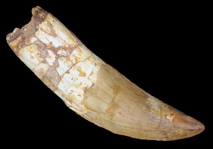 Carcharodontosaurus Tooth - Partially Rooted #62892